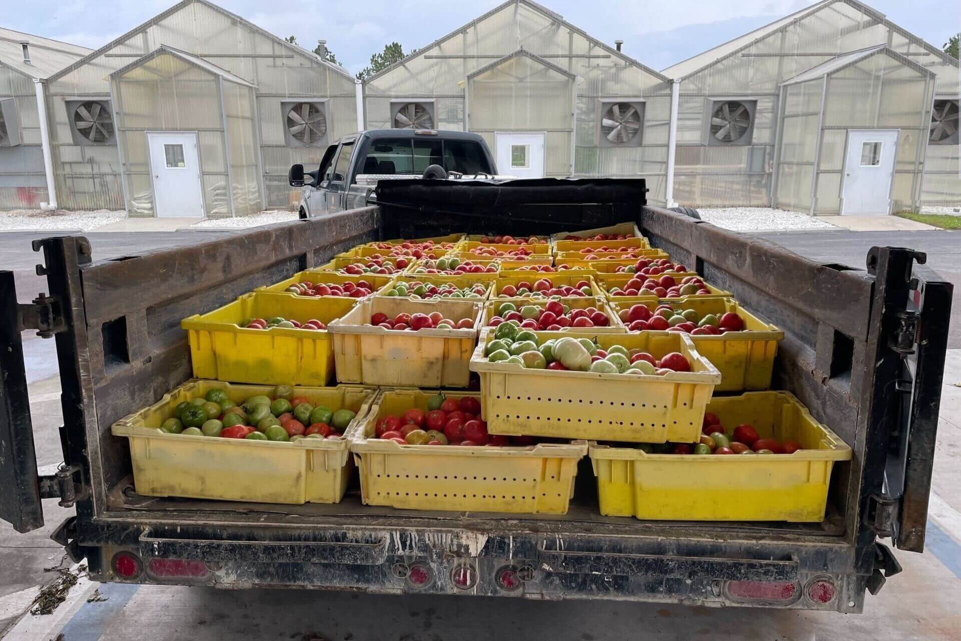 pickup-truck-filled-with-tomatoes
